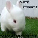 Iepurele - imi plac iepurii - Iepurele