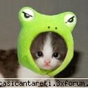 Pisica - un pisoi scump :D :D :D :D :D :D - Pisica